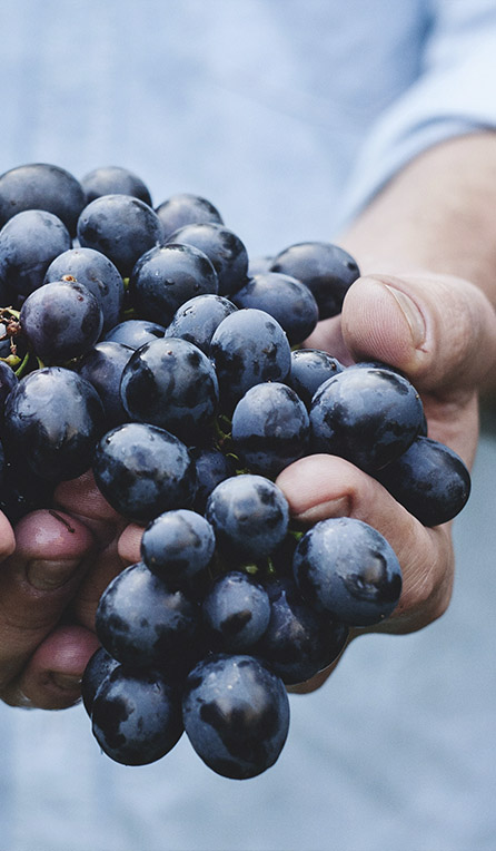 Sabores de la tierra