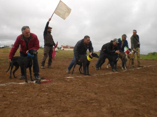 Carrera Galgos 2022