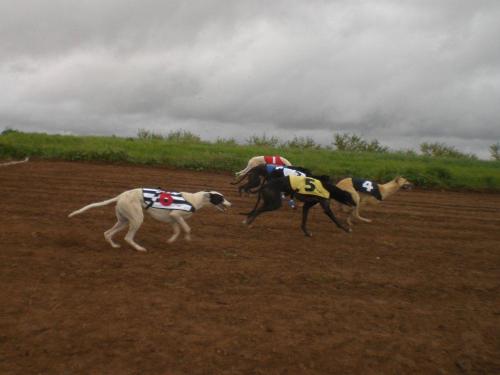 Carrera Galgos 2022