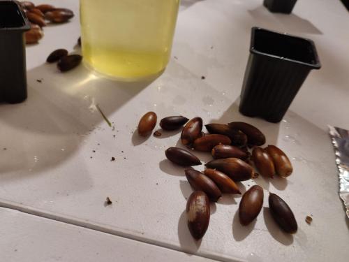 Navidad 2022-Adopta una Bellota