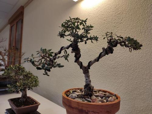 Navidad 2022-Club Bonsai