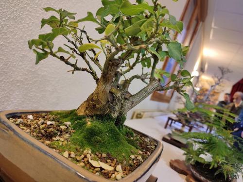 Navidad 2022-Club Bonsai