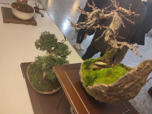 Navidad 2022-Club Bonsai